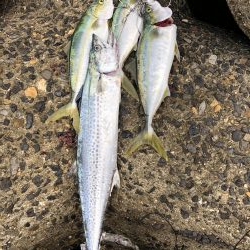 サワラ&ハマチ高活性！！