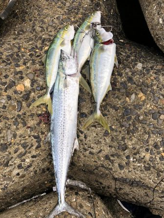 サワラ&ハマチ高活性！！