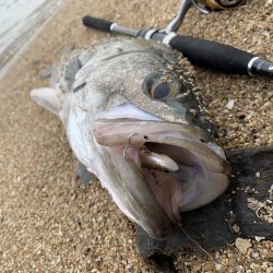 ついに出会えた。