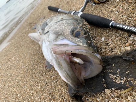 ついに出会えた。
