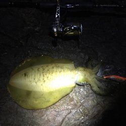 人里離れた磯に