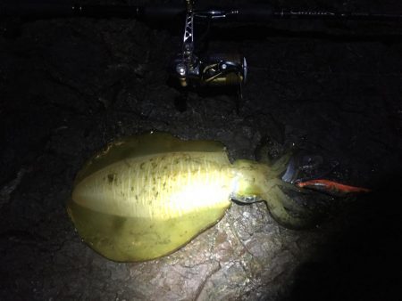 人里離れた磯に