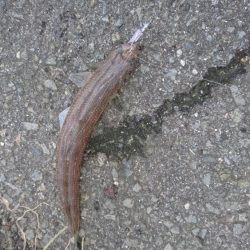 初めての投稿です。