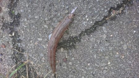 初めての投稿です。