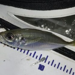 短時間アジング