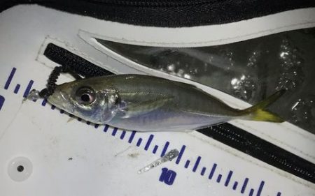 短時間アジング