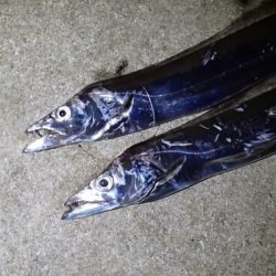 今季初タチウオ