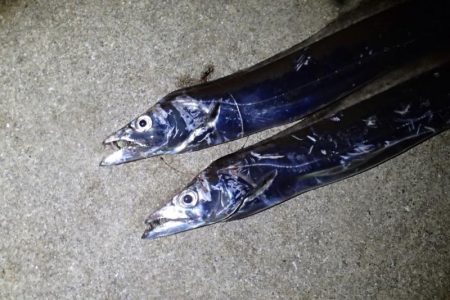 今季初タチウオ