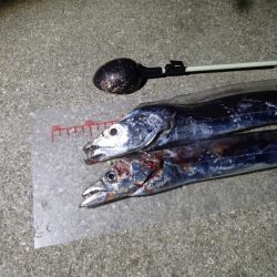 釣れるには釣れたが・・・