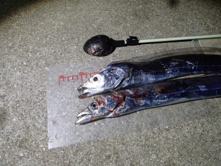 釣れるには釣れたが・・・