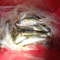 アジは快釣、タチウオは・・・