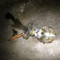 エギング遠征からホームグランドへ