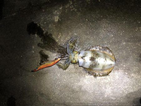 エギング遠征からホームグランドへ