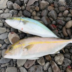 久しぶりに連れました