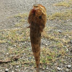 ファミリーハゼ釣り大会