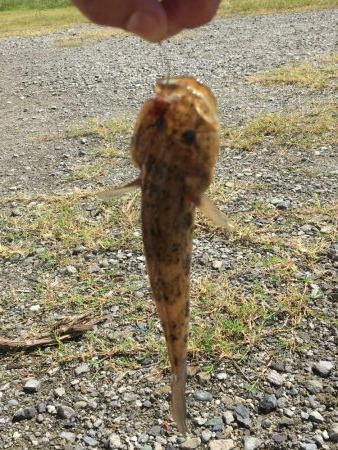 ファミリーハゼ釣り大会