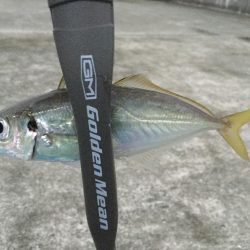 夕マヅメのアジング