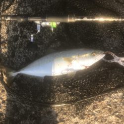 サワラ・ハマチ