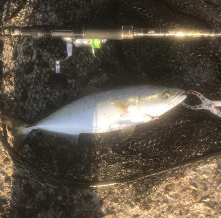 サワラ・ハマチ