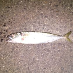 サバの猛攻に屈する