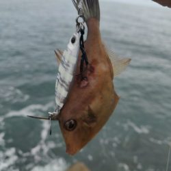 青物含め4目ヒット