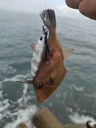 青物含め4目ヒット