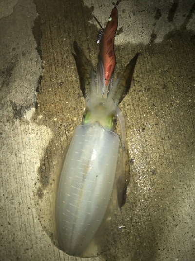 少し風ありました