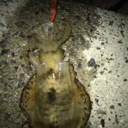 これでしばらくお休み