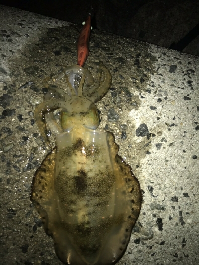 これでしばらくお休み