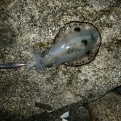 荒天…ではなかった