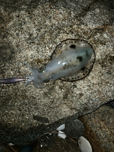 荒天…ではなかった