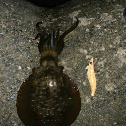 そこそこ大きい