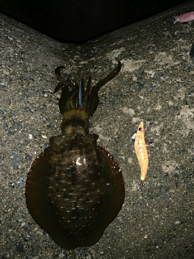 そこそこ大きい