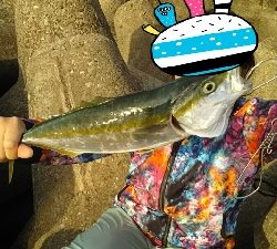 初！！陸からの青物！