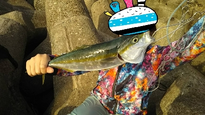 初！！陸からの青物！