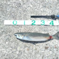 ハマチのちボラー