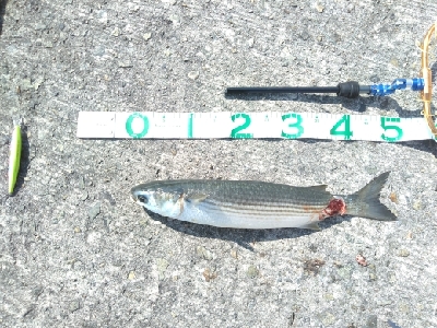 ハマチのちボラー