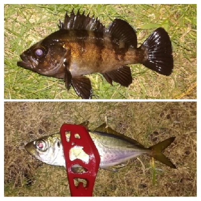 アジンガー1825〜2030