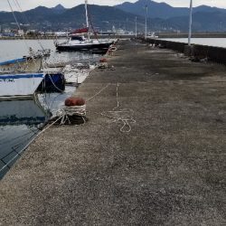 落としこみで、久しぶりチヌ