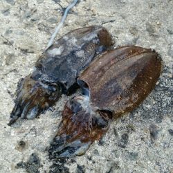 シリヤケじゃなかった！