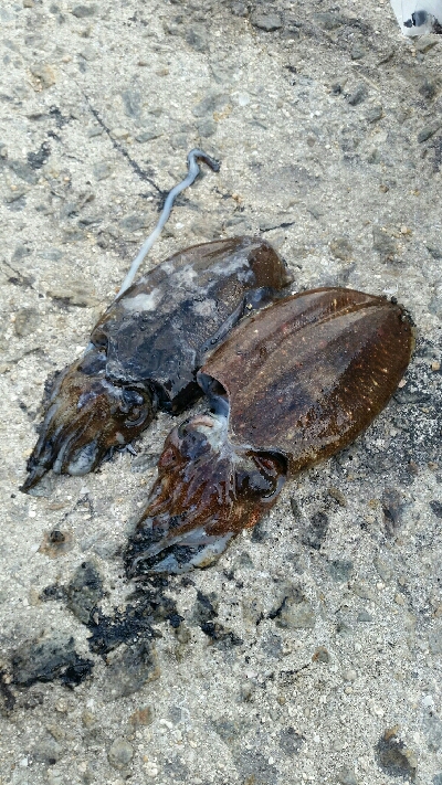 シリヤケじゃなかった！