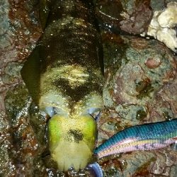 仕事終わりに近場の地磯へ。