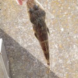 ロックフィッシュ初めました。