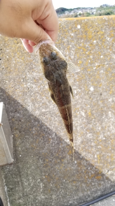 ロックフィッシュ初めました。