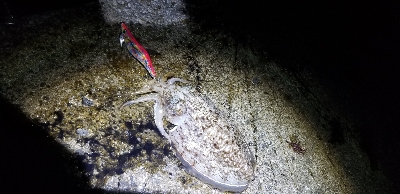 エギングで早くも…