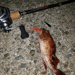 ツチノコ！！！