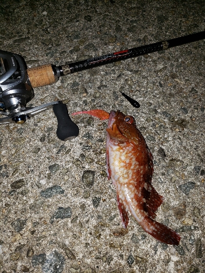 ツチノコ！！！