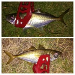 アジンガー1825〜1935