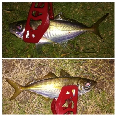 アジンガー1825〜1935