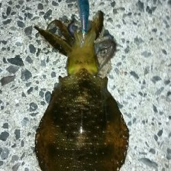 先行者のヤエン師匠